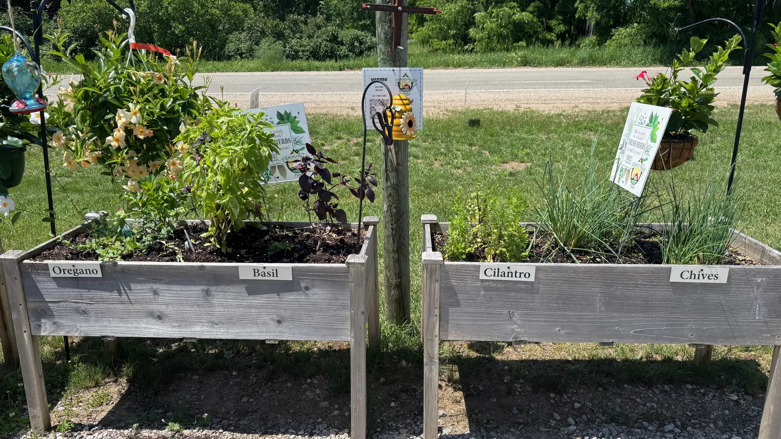 Raised wooden beds planted with herbs