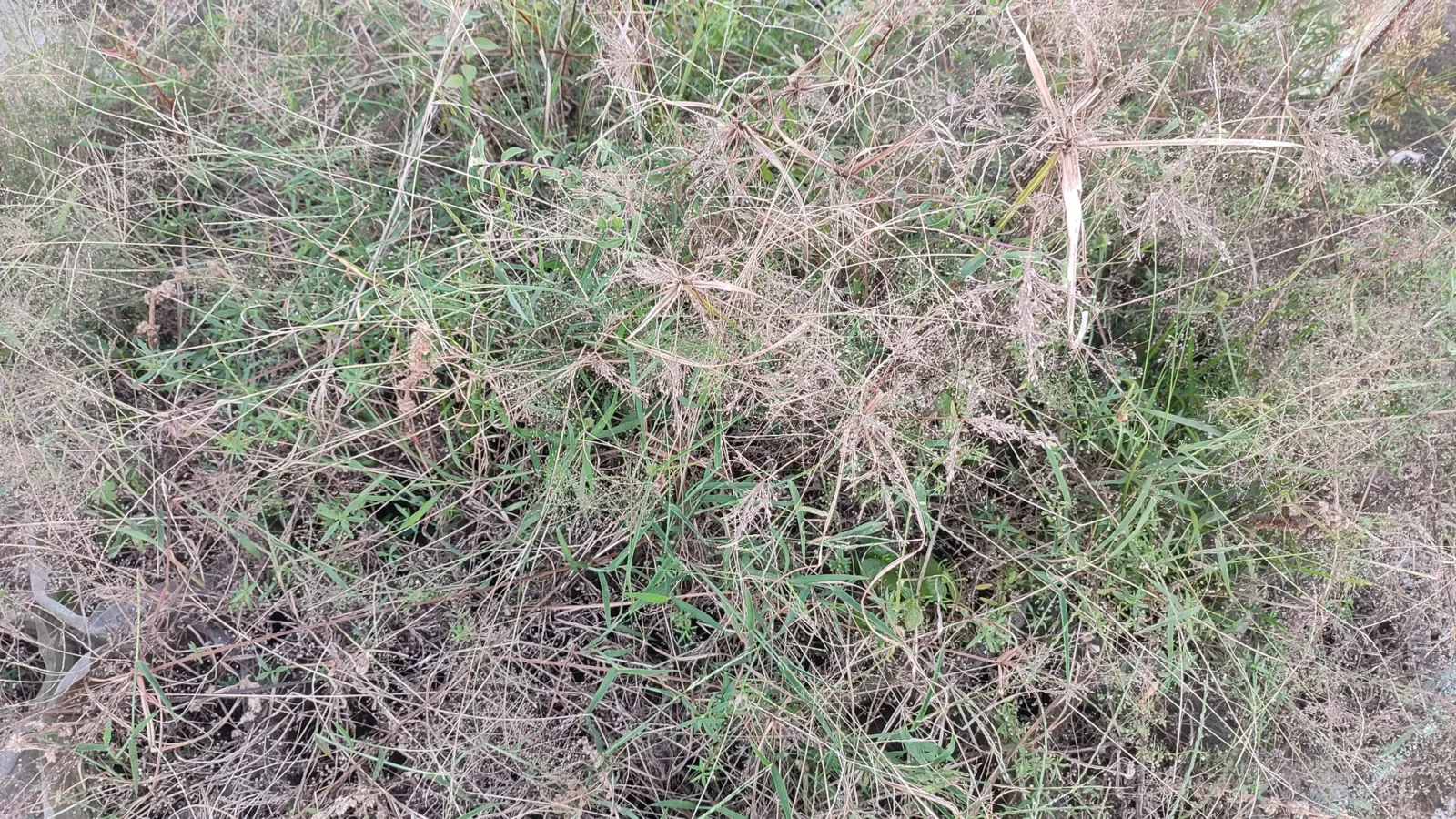 Dense patch of tall grass and weeds