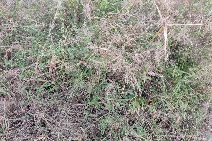 Dense patch of tall grass and weeds