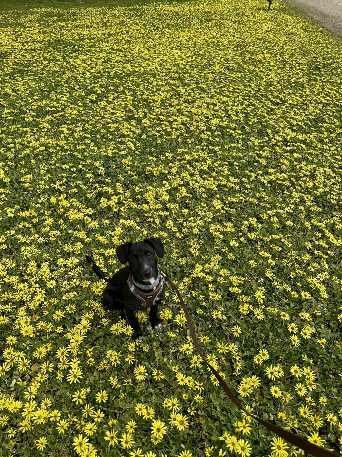 Black dog wearing a harness and lead in yellow wildflowers