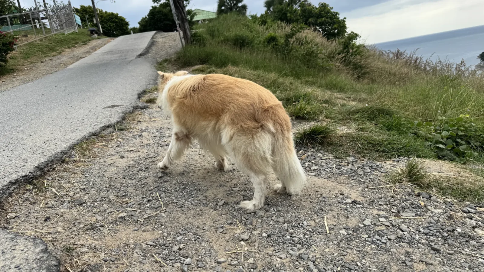 Golden and white dog walking on a gravel path