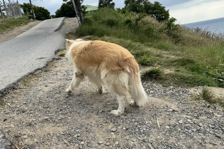 Golden and white dog walking on a gravel path