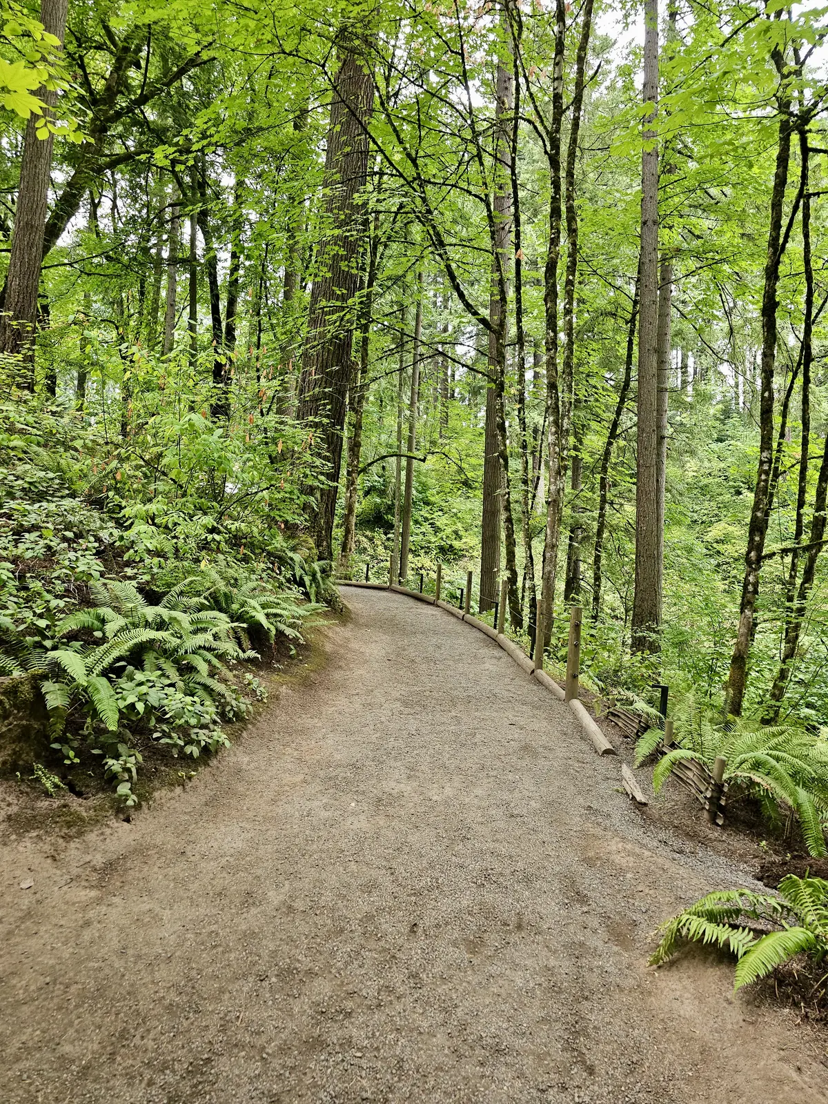 Winding woodland trail through ferns and trees
