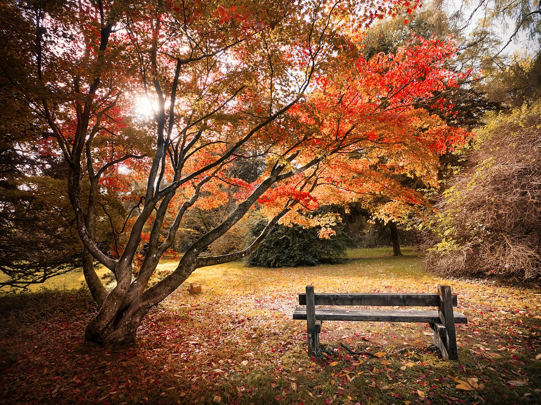 A wooden bench beneath a leafy tree
