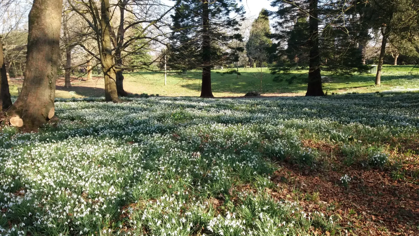 Snowdrops beneath trees at Kingston Lacey gardens