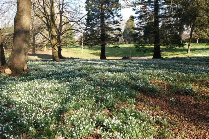 Snowdrops beneath trees at Kingston Lacey gardens