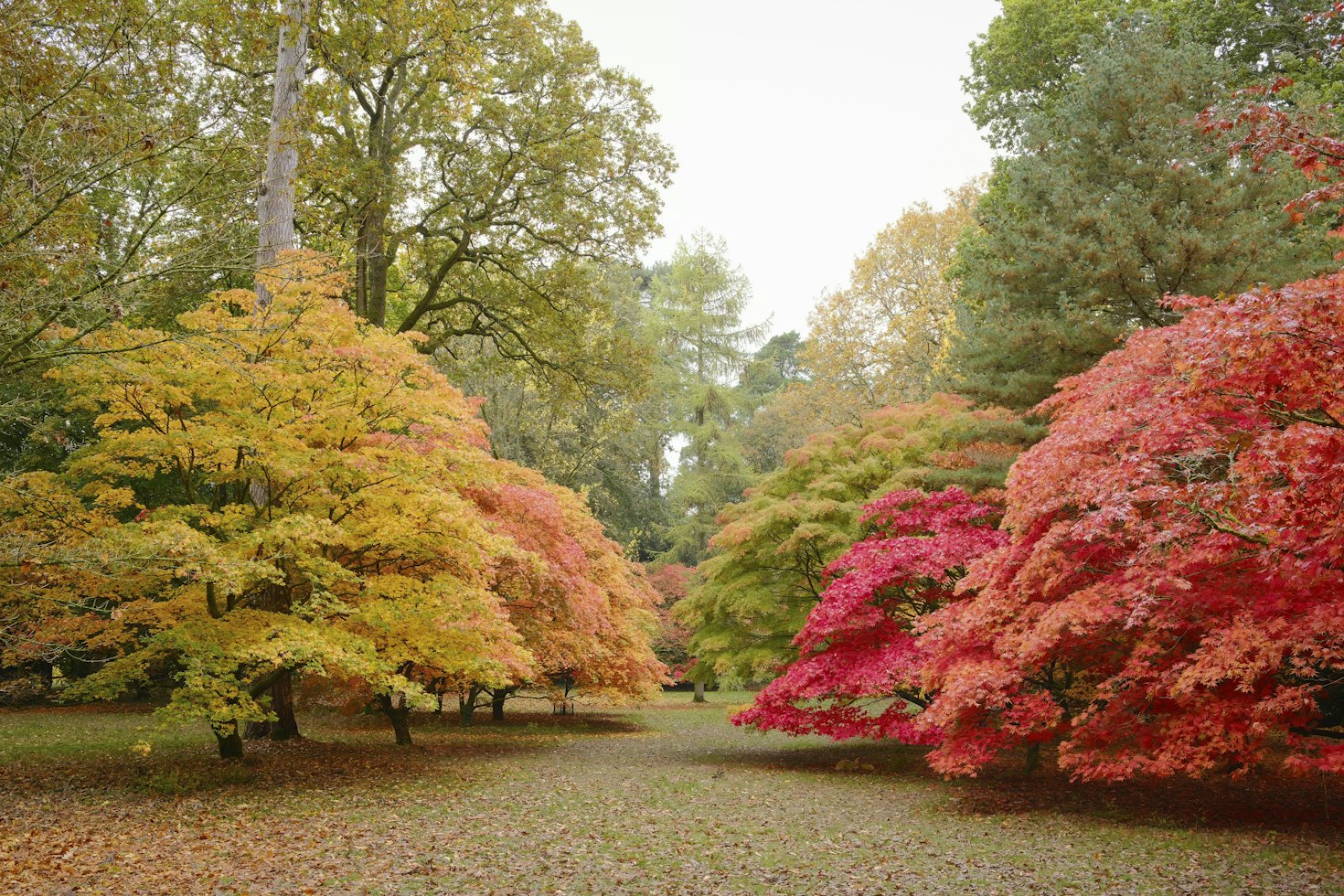 Path lined with autumn trees at Westonbirt, The National Arboretum