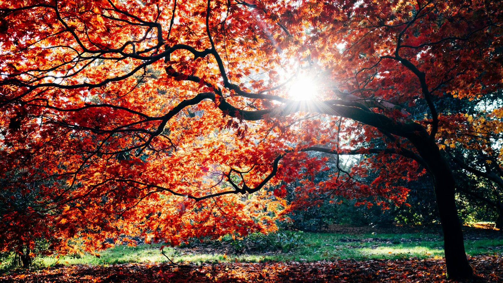Autumn foliage at Westonbirt, The National Arboretum