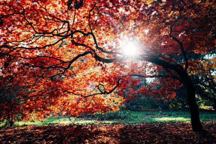 Autumn foliage at Westonbirt, The National Arboretum
