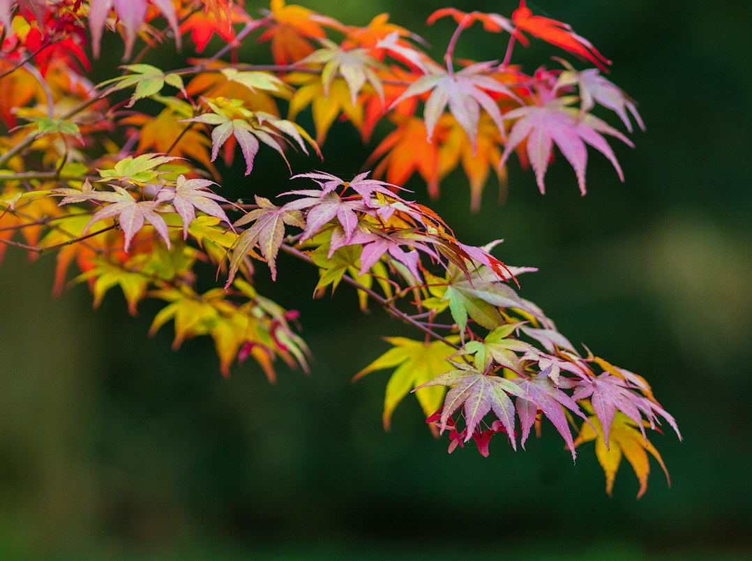 Red and yellow acer leaves at Winkworth Arboretum